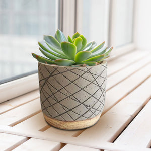 Zowie - Cf1788 - Acacia Garden Center