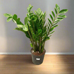 ZZ Plant (Zamioculcas zamiifolia) - Acacia Garden Center