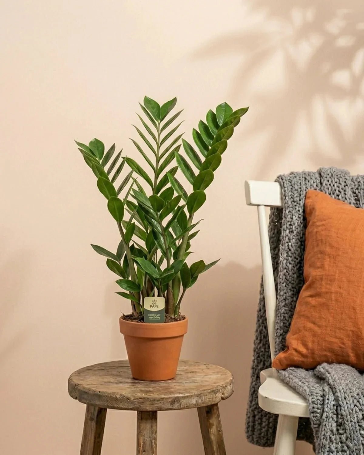 ZZ Plant (Zamioculcas Zamiifolia) | 60 - 70cm - Acacia Garden Center