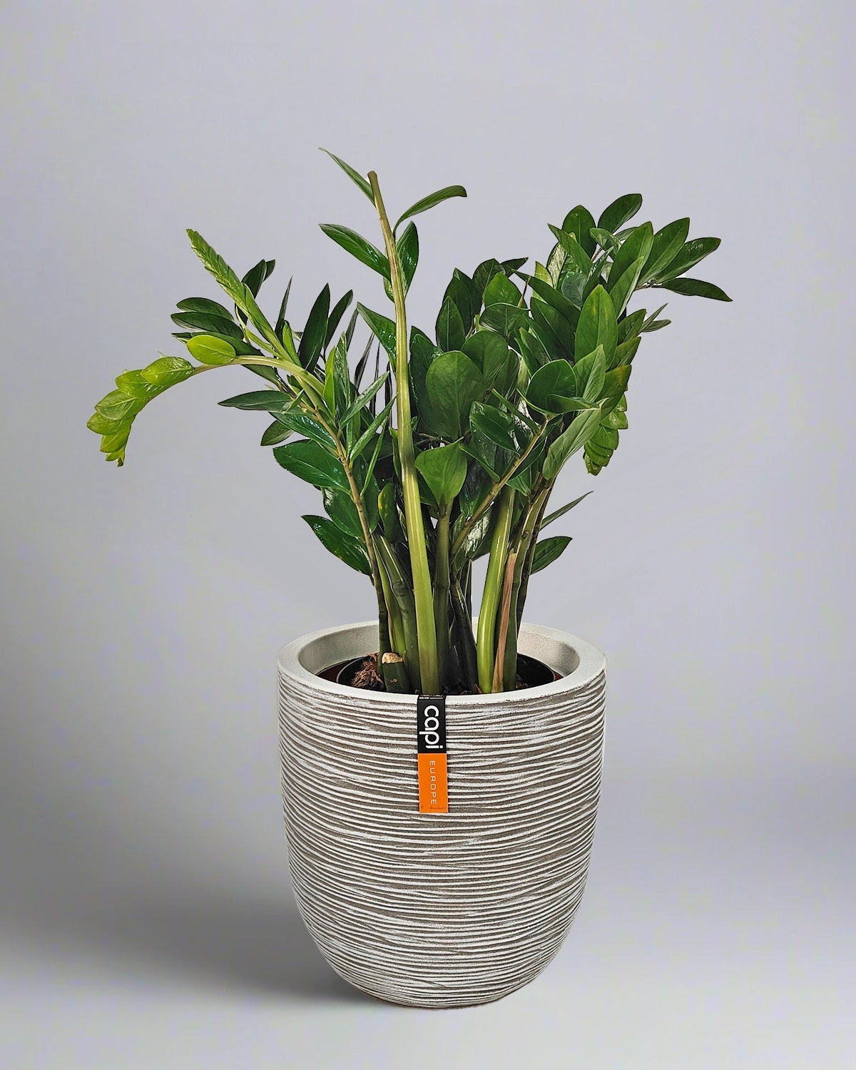 ZZ Plant (Zamioculcas zamiifolia) | Potted, 80–90 cm - Acacia Garden Center