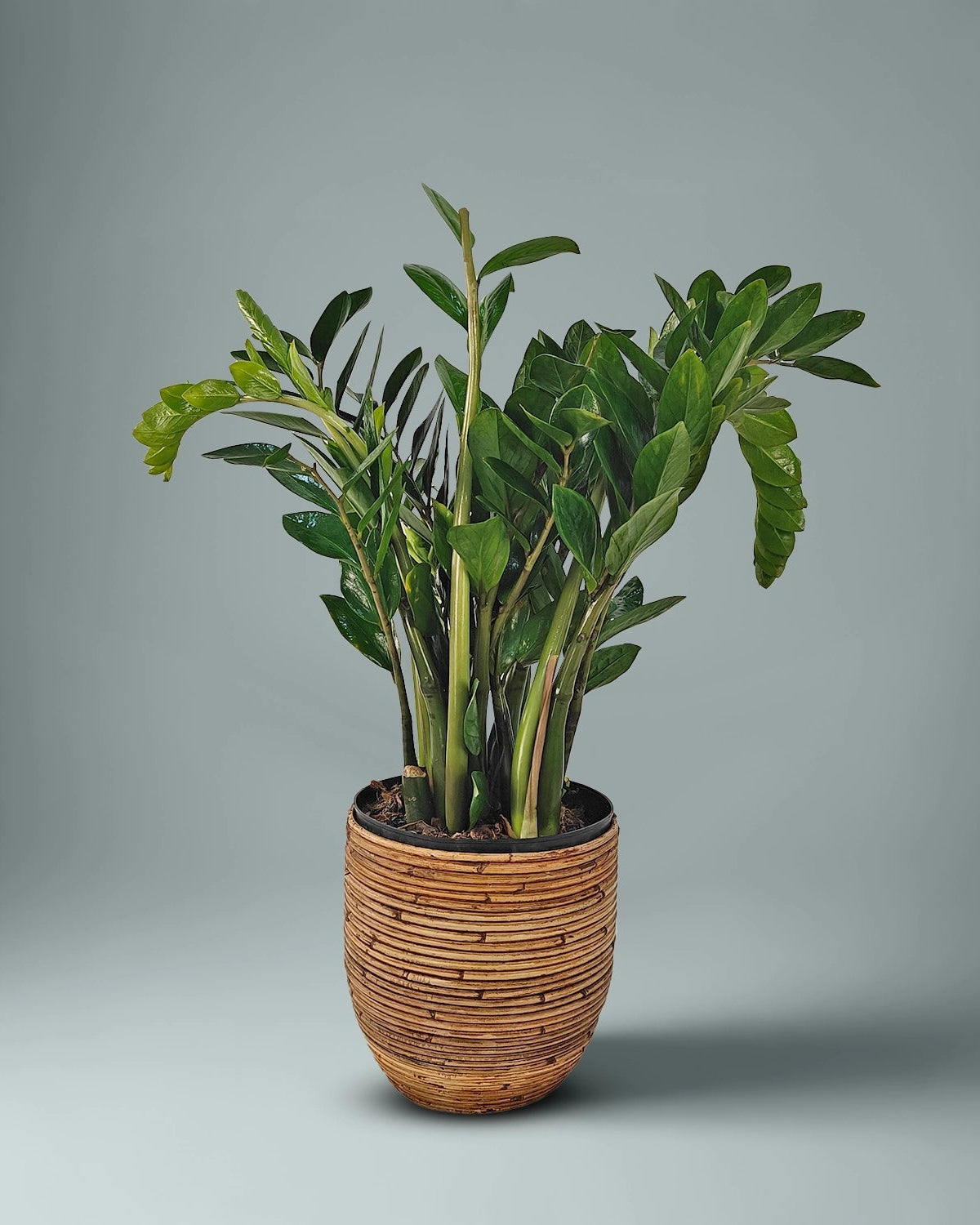 ZZ Plant (Zamioculcas zamiifolia) | Potted, 80–90 cm - Acacia Garden Center