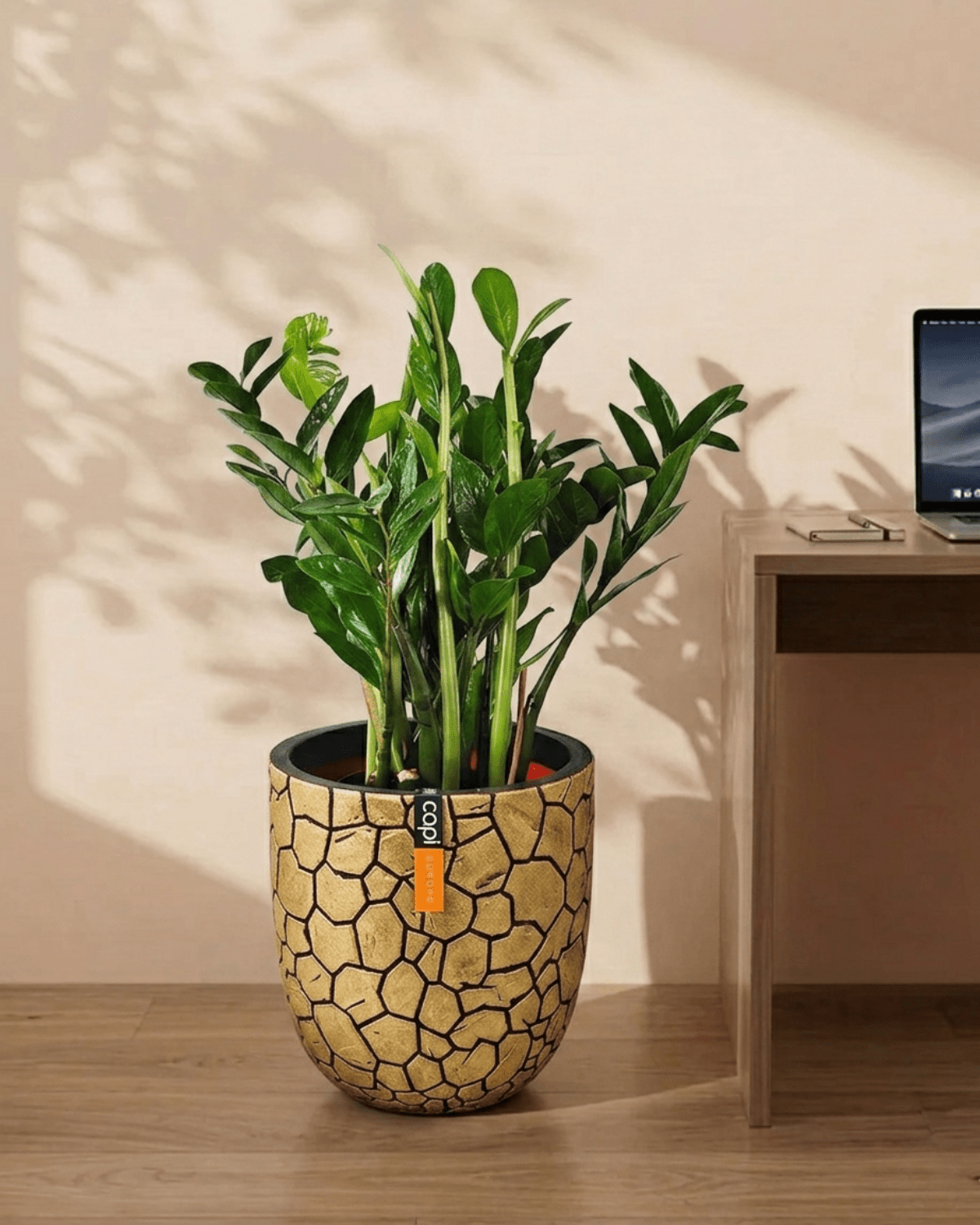 ZZ Plant (Zamioculcas zamiifolia) | Potted, 80–90 cm - Acacia Garden Center