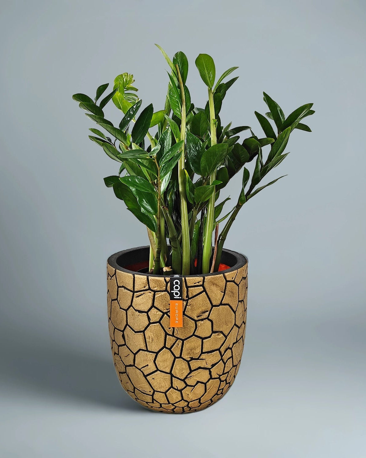 ZZ Plant (Zamioculcas zamiifolia) | Potted, 80–90 cm - Acacia Garden Center
