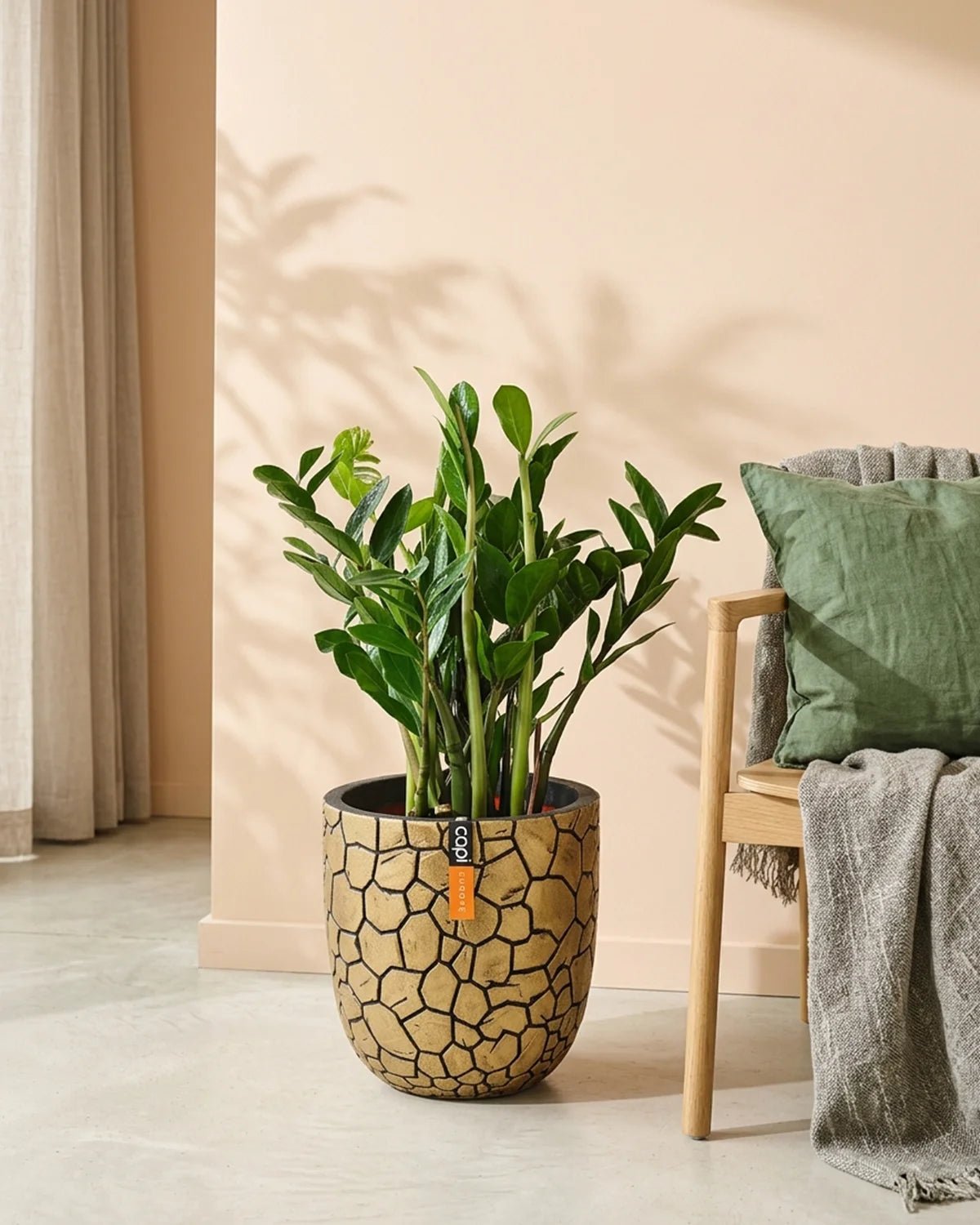 ZZ Plant (Zamioculcas zamiifolia) | Potted, 80–90 cm - Acacia Garden Center