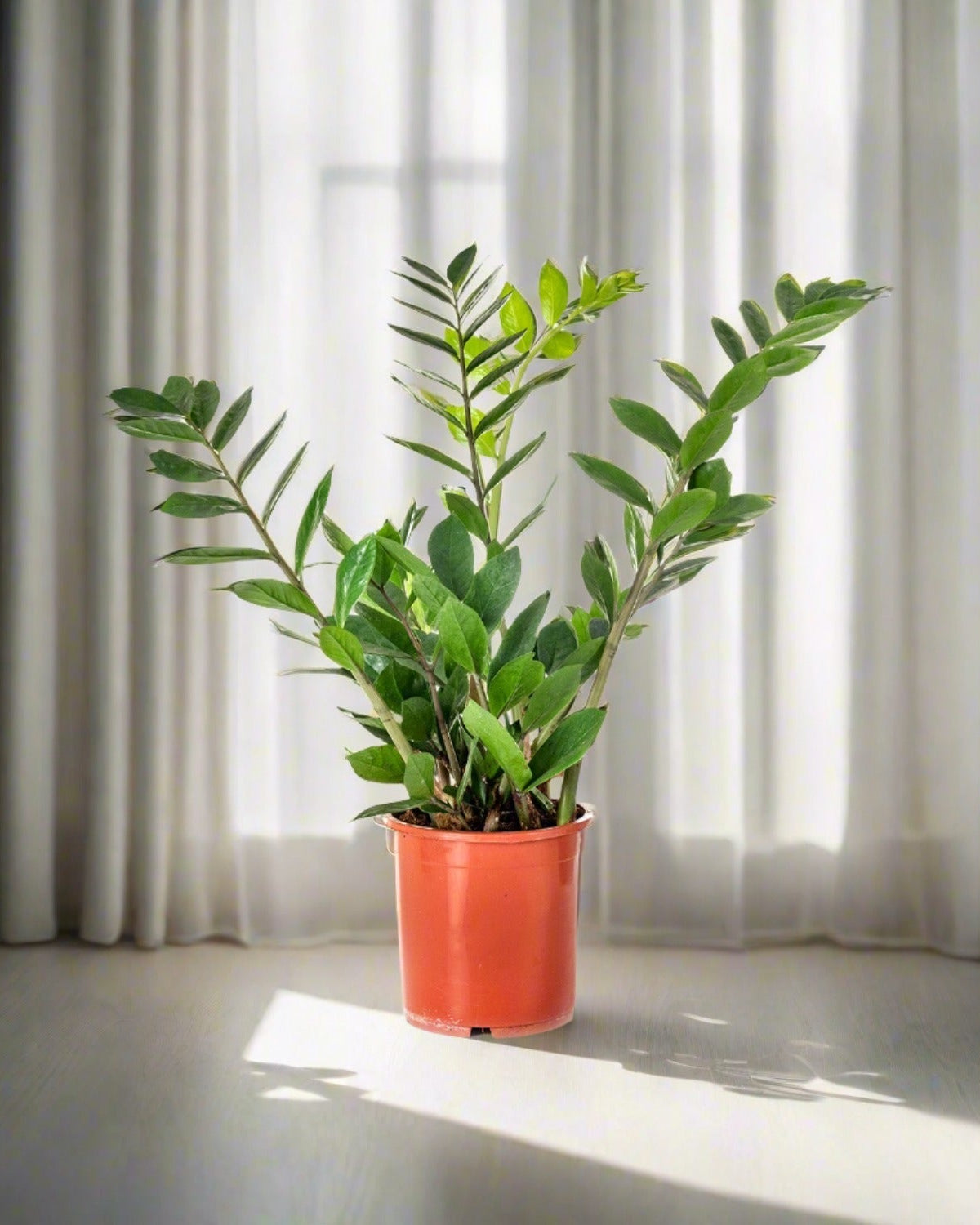 ZZ Plant (Zamioculcas zamiifolia) | Standard, 30–80 cm - Acacia Garden Center