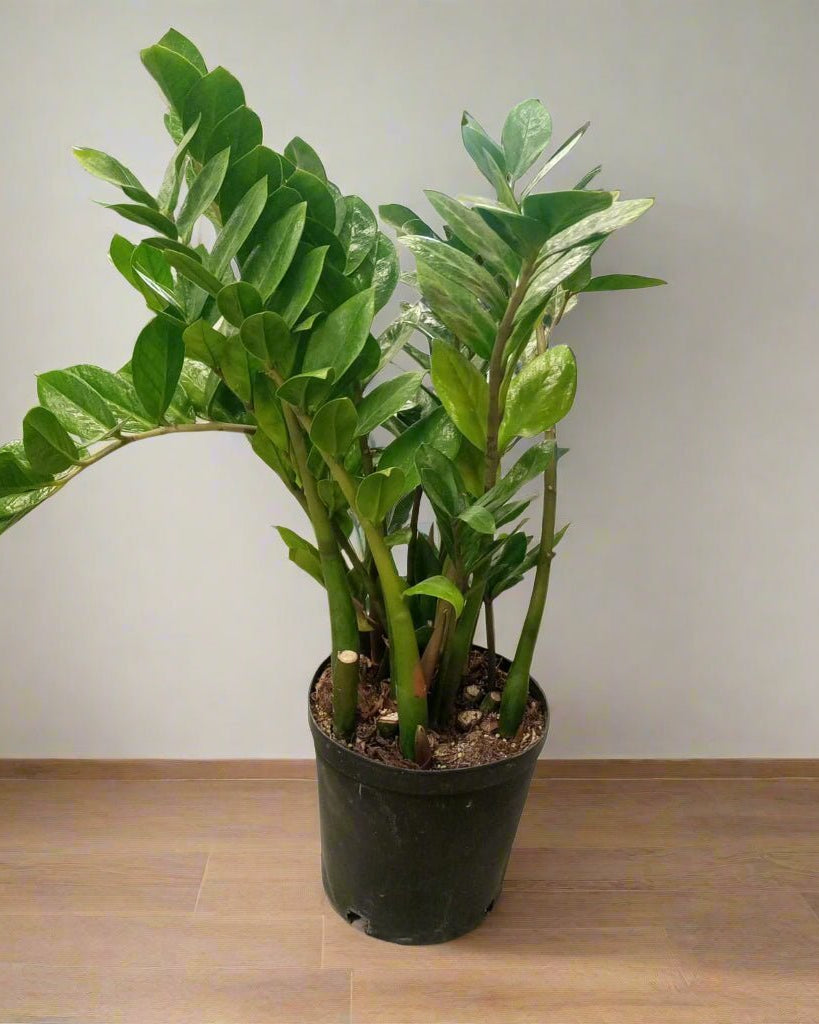ZZ Plant (Zamioculcas zamiifolia) | Standard, 30–80 cm - Acacia Garden Center