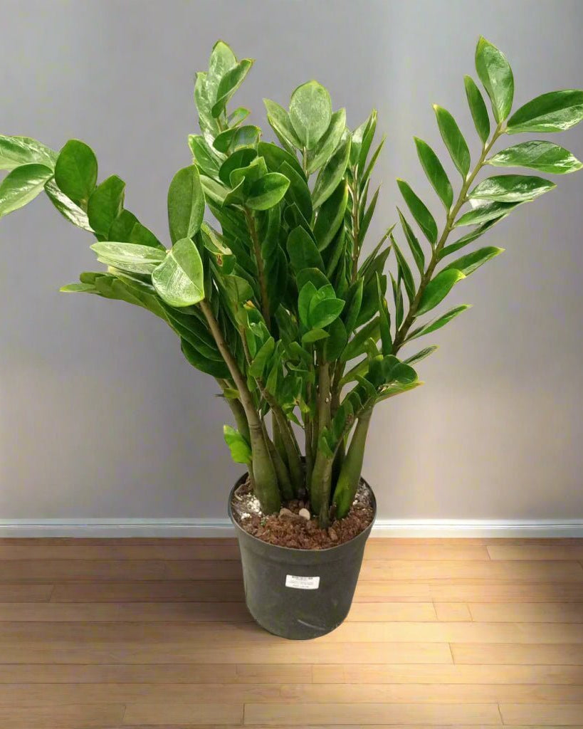 ZZ Plant (Zamioculcas zamiifolia) | Standard, 30–80 cm - Acacia Garden Center