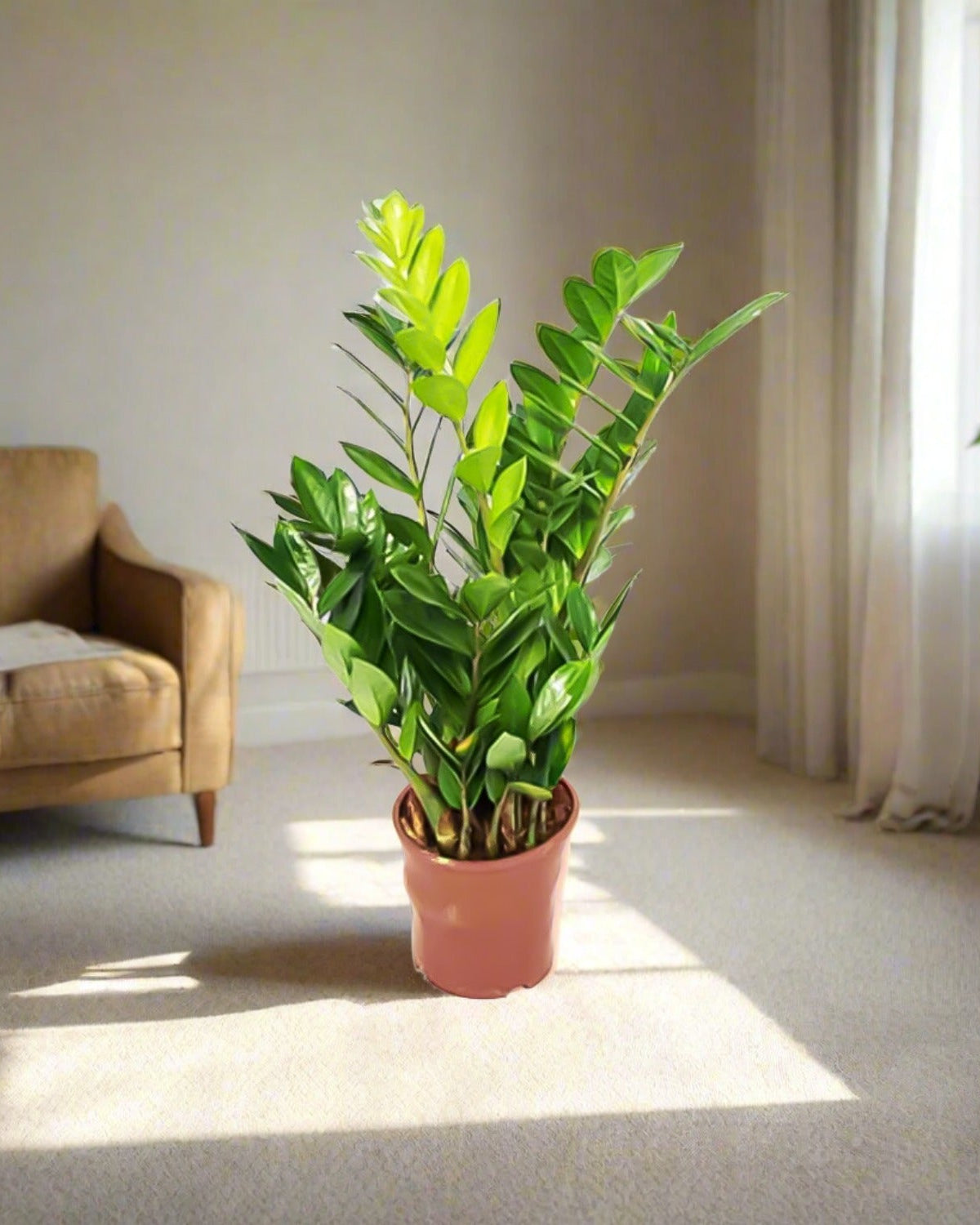 ZZ Plant (Zamioculcas zamiifolia) | Standard, 30–80 cm - Acacia Garden Center