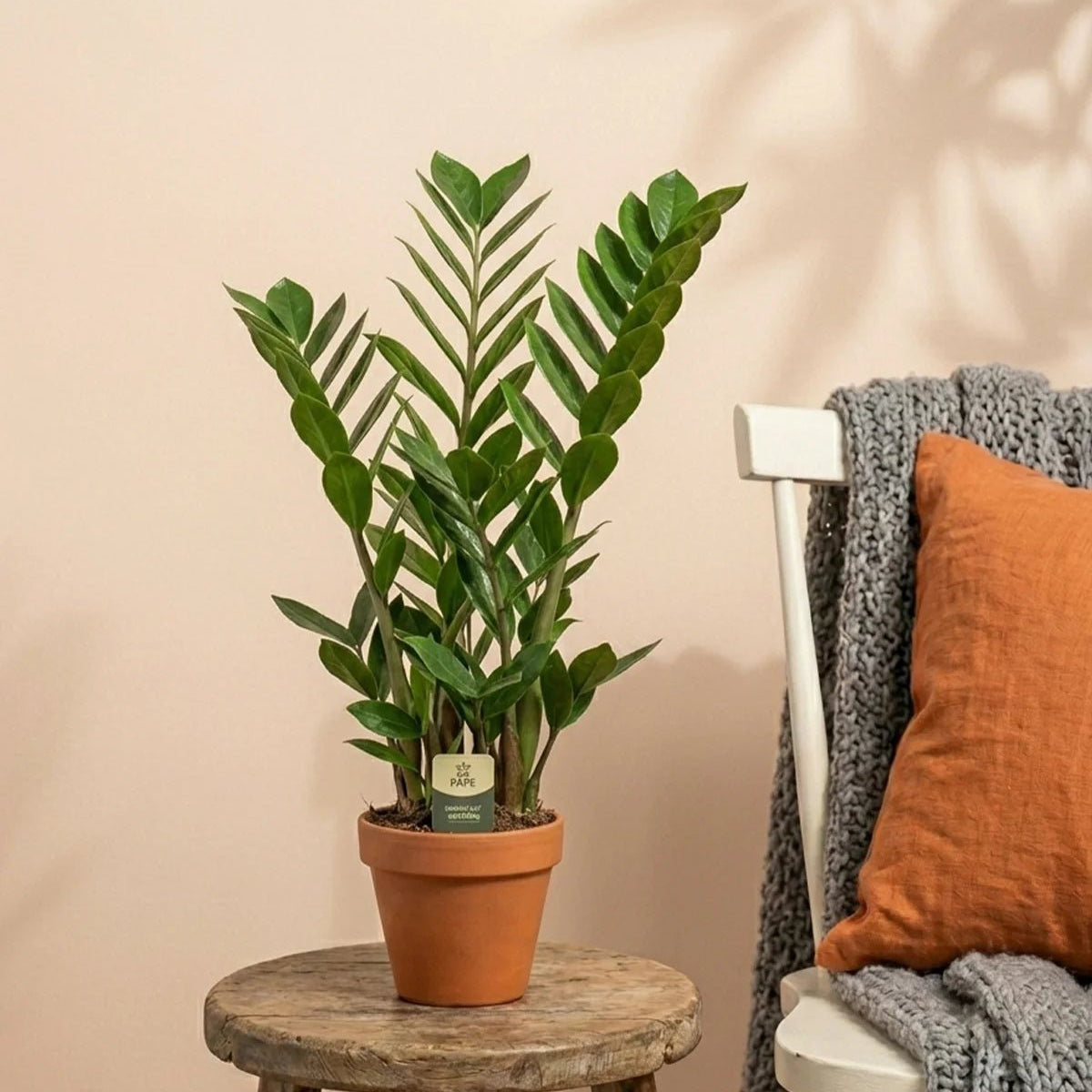 zz plant height and width Buy ZZ Plant (Zamioculcas zamiifolia)