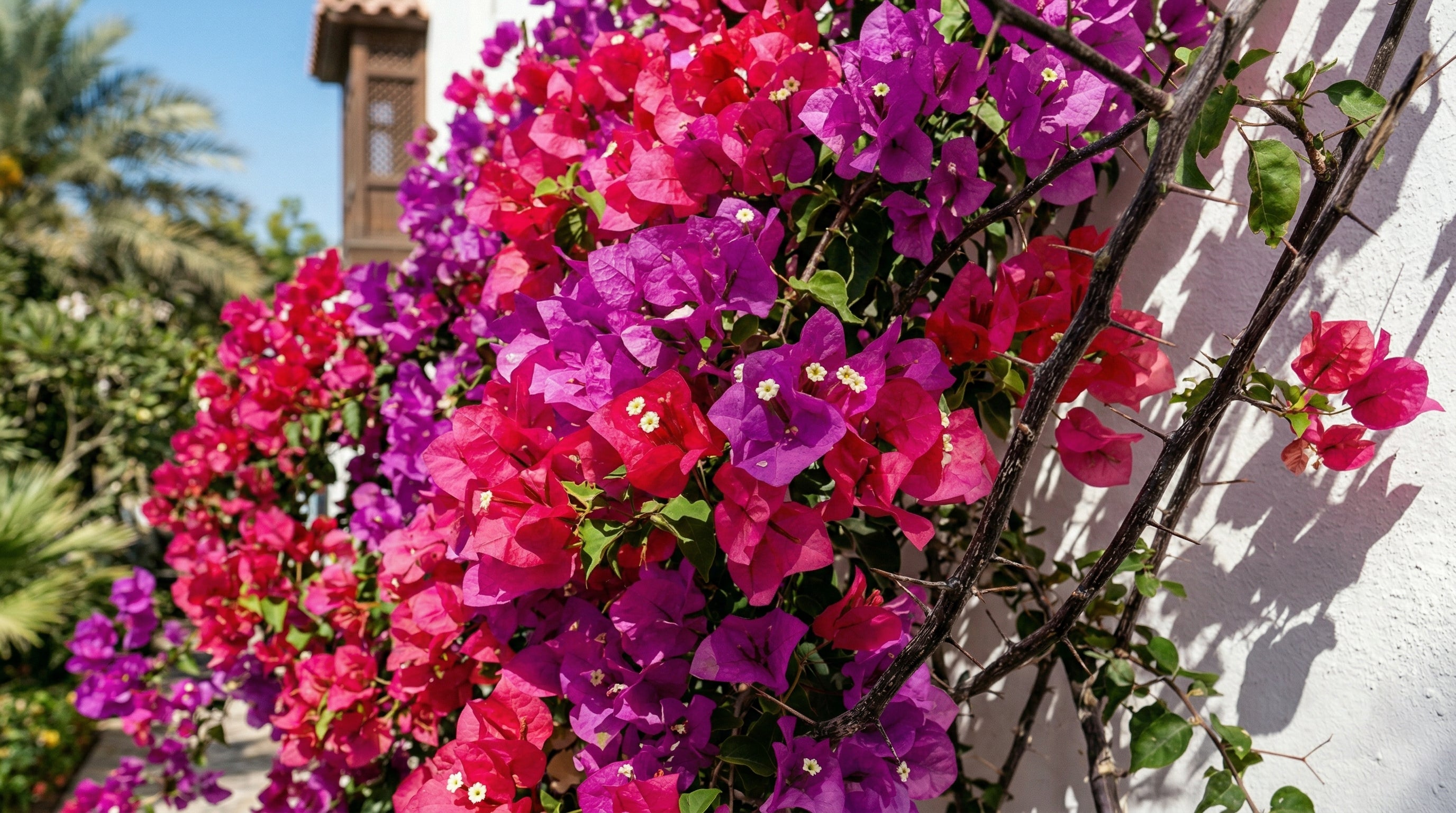 Vibrant bougainvillea in full bloom on a Dubai villa wall
