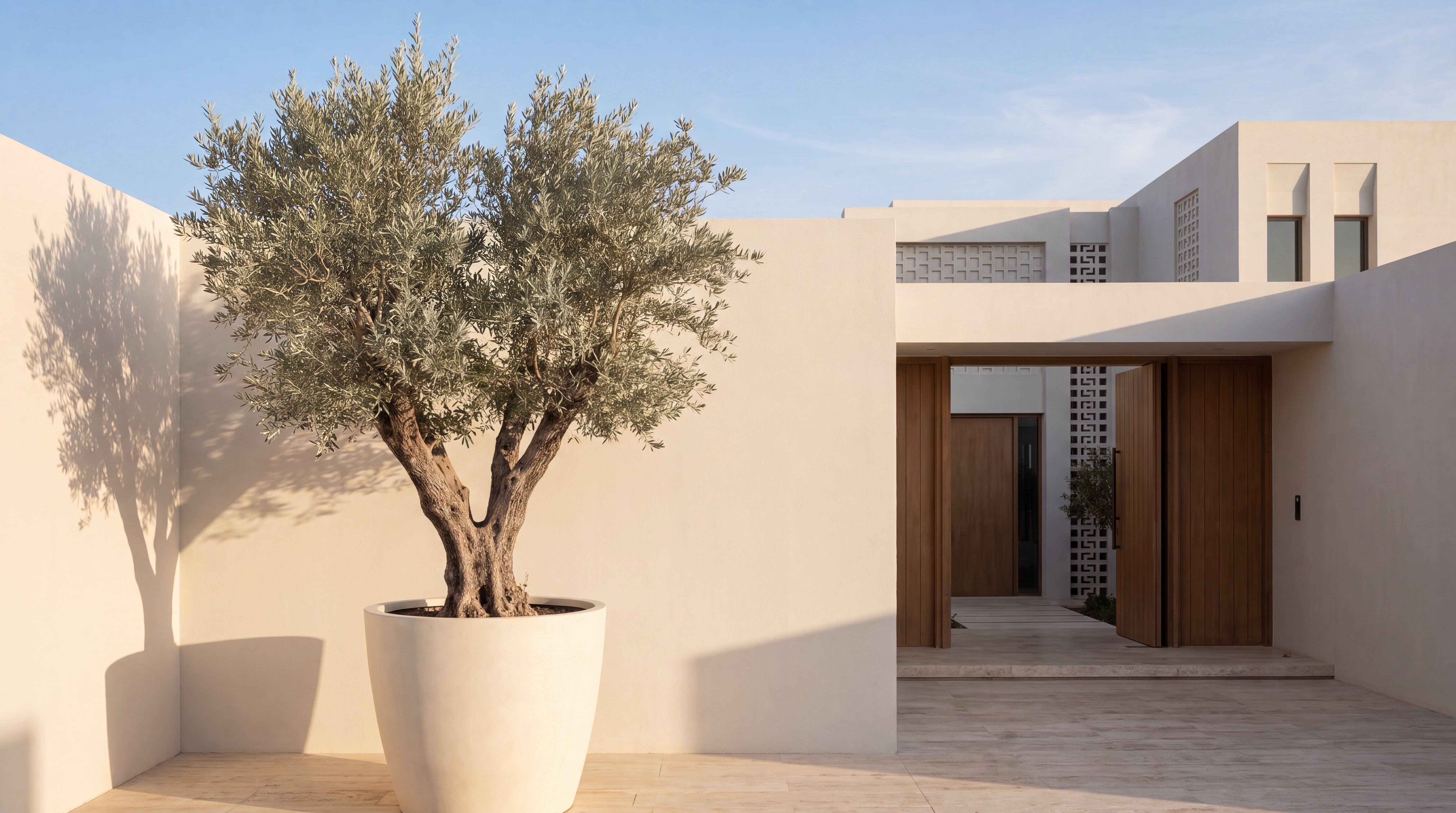 Olive Tree Care in Dubai: Watering, Pruning & Keeping a Specimen Alive