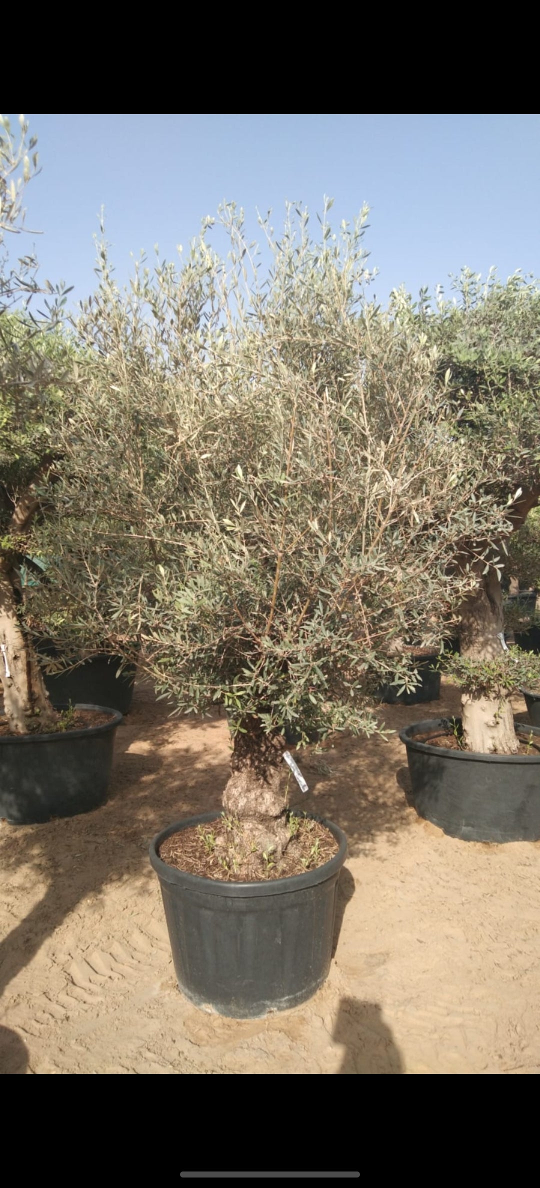 Olive Tree Spanish (Please Europaea) - 2.0m height - 60-70cm Girth