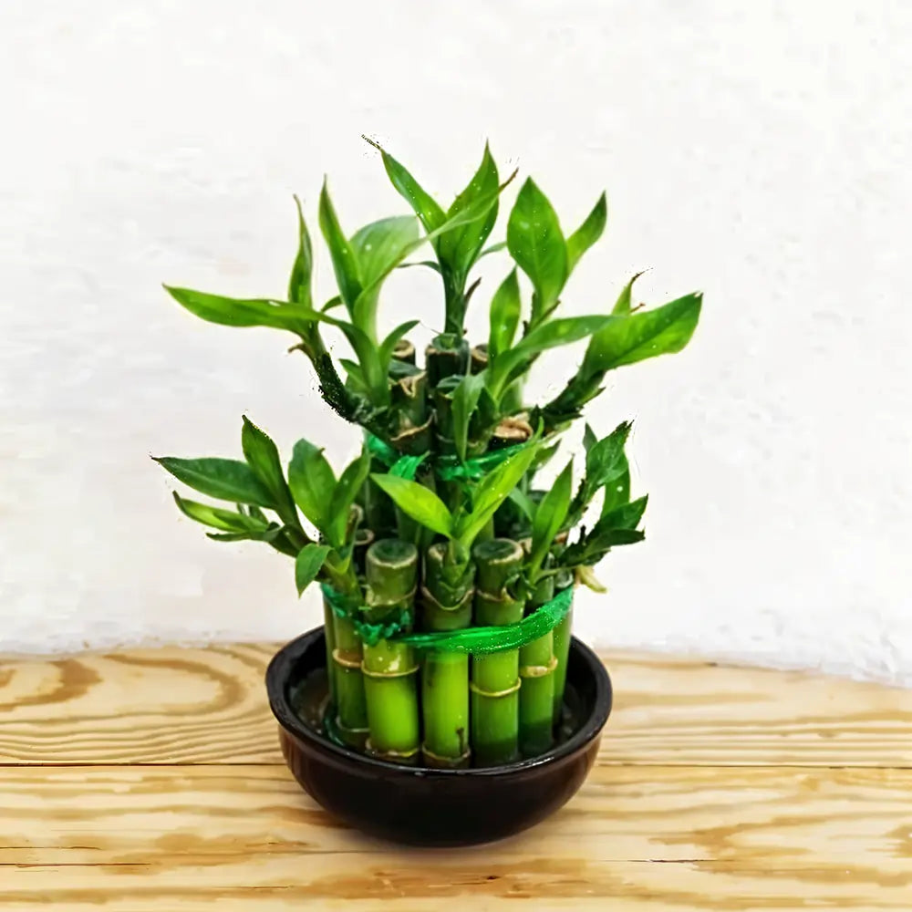 Lucky bamboo 2 Tier 10-20cm (OAH)