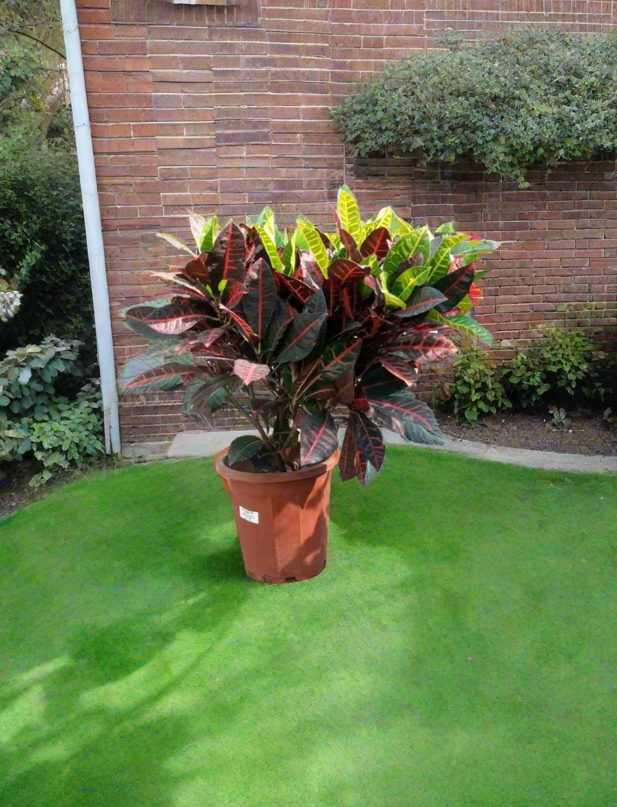 Garden Croton (Codiaeum variegatum) 5L pot 40-50cm