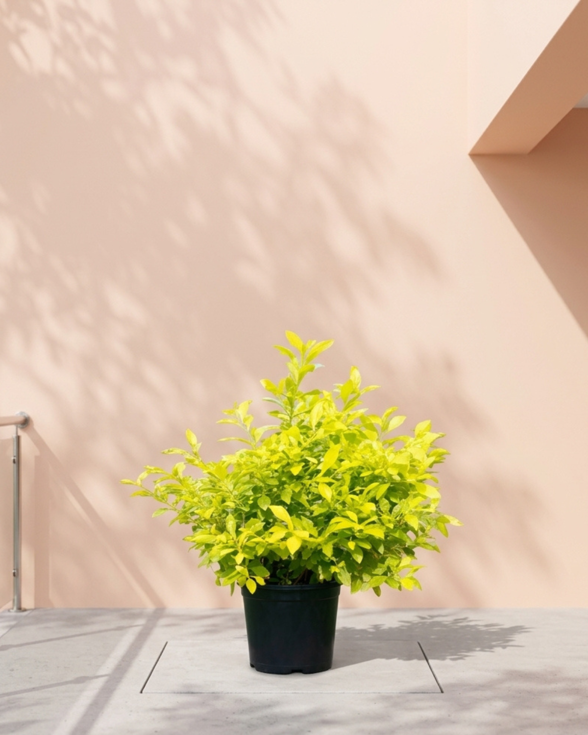 Golden Dewdrop (Duranta erecta ‘Gold’) | Golden Foliage Shrub - Acacia Garden Center