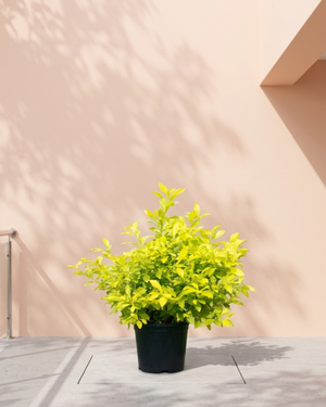 Golden Dewdrop (Duranta erecta ‘Gold’) | Golden Foliage Shrub - Acacia Garden Center