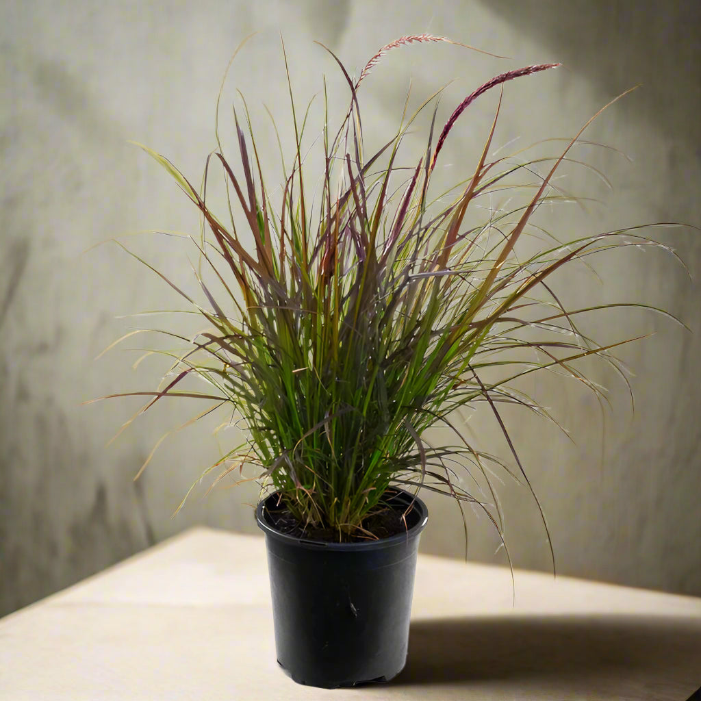 Pennisetum Setaceum| African Fountain Grass| Tender Fountain Grass