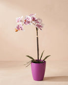 Artificial Phalaenopsis Orchid in Pot - Purple