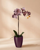 Artificial Phalaenopsis Orchid in Pot - Mauve