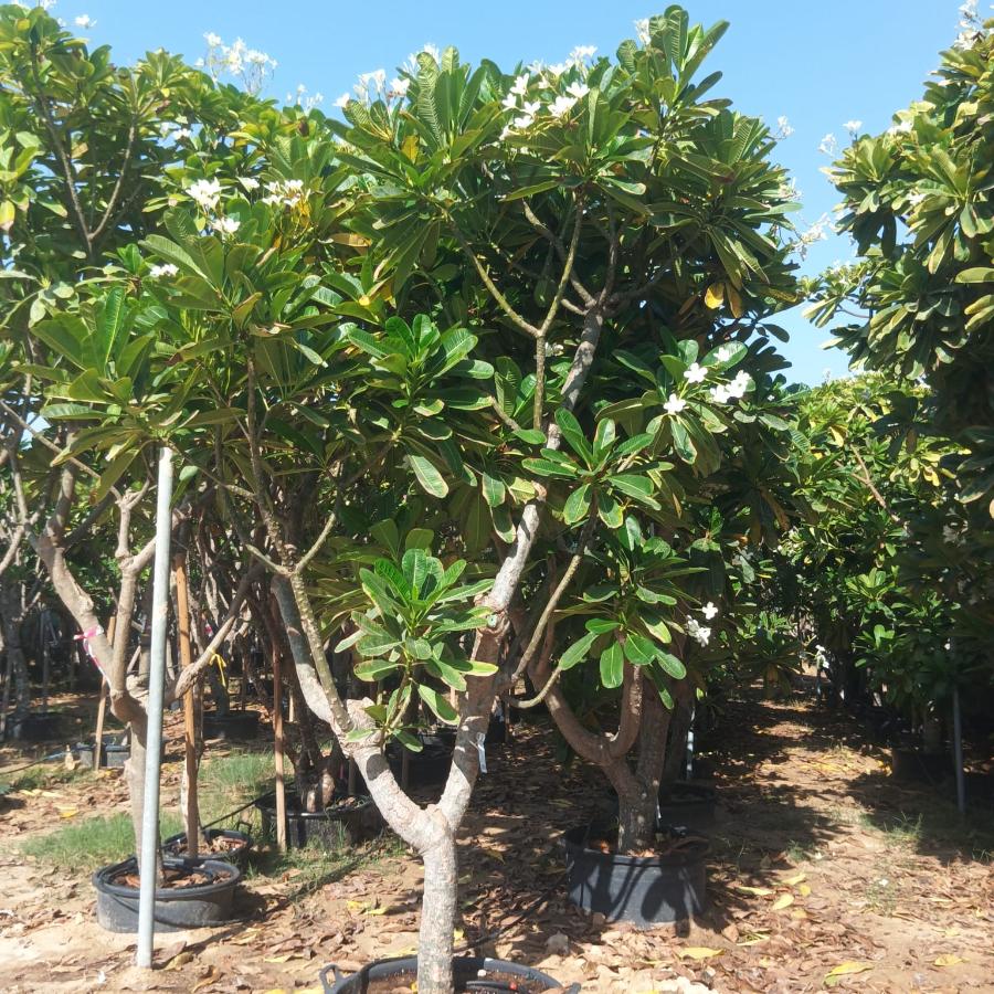 Tree Plumeria Obtusa (Frangipani, Plumeria, Champa) Type C 300LP, 3.0-3.5M, 35-40cm Girth