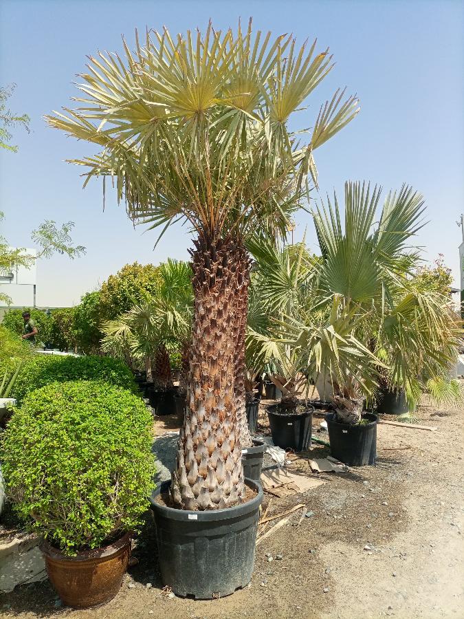 Palm Copernicia Alba Type A3, Single Trunk, 1.5-2.0M Clear Trunk