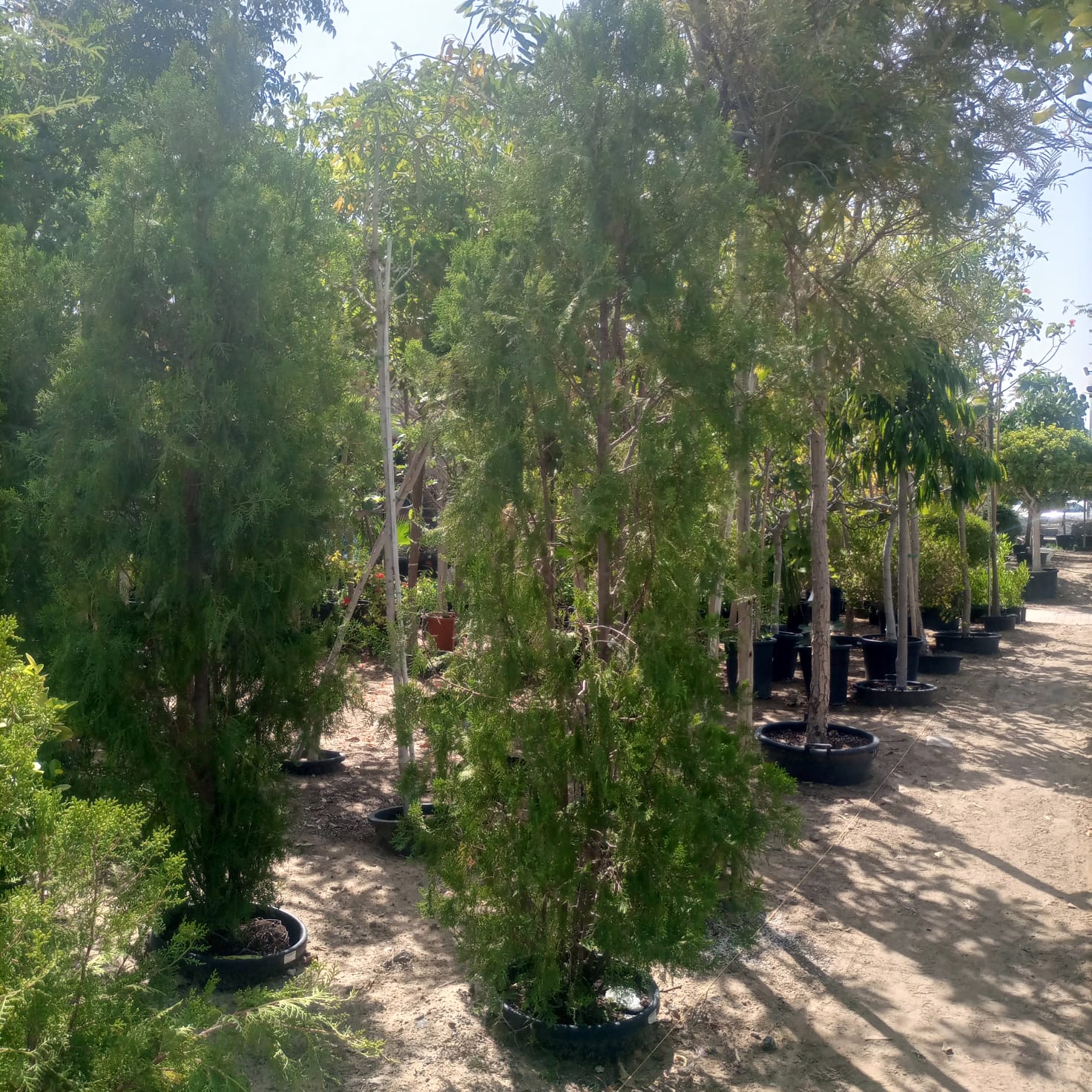 Tree Thuja Orientalis Pyramidalis Aurea | 1.2 - 1.5 m
