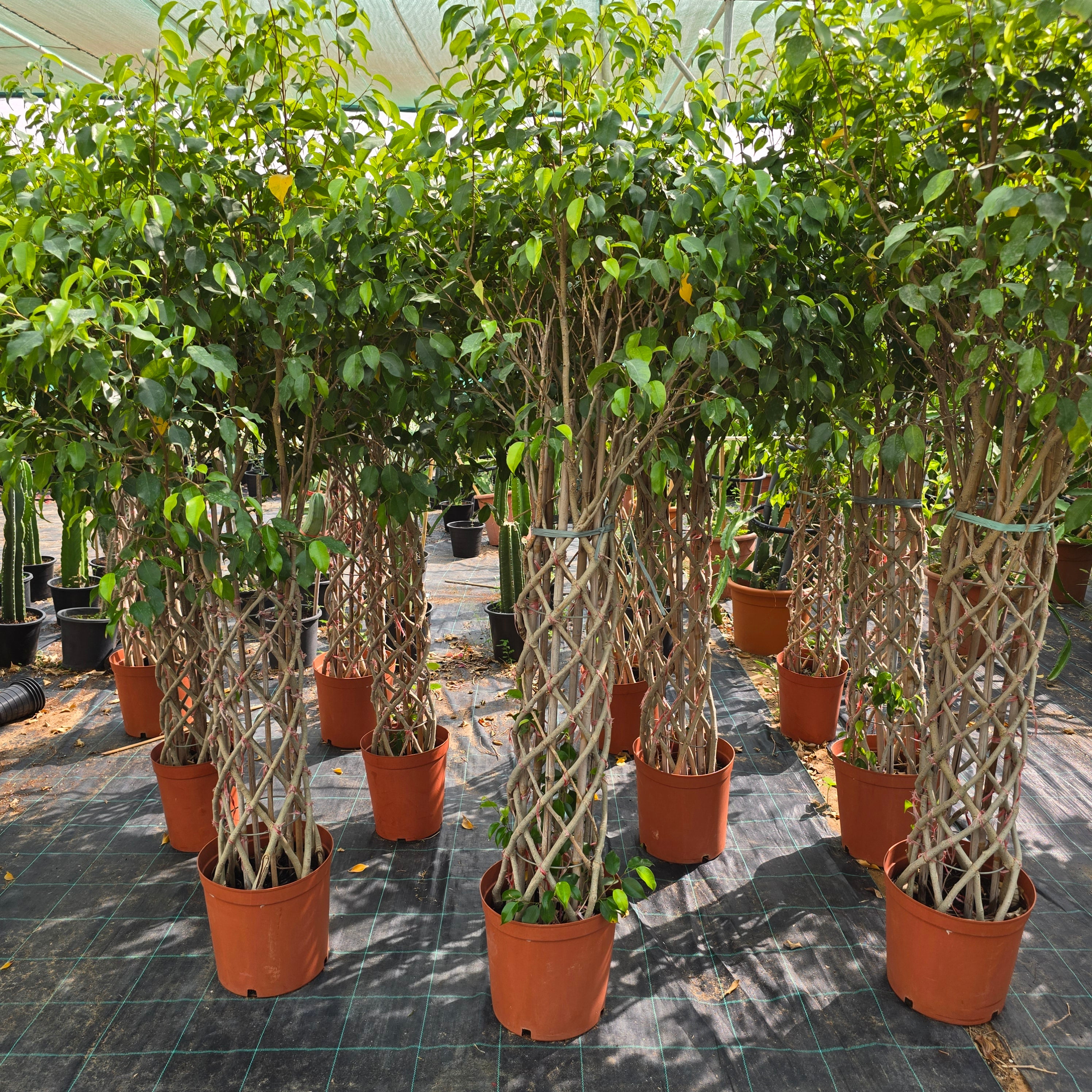Ficus Benjamina (Weeping fig)| 1.5 - 1.8m