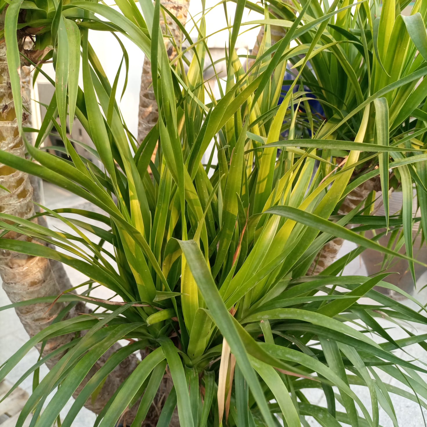 Succulent Dracaena Draco Type H6, Multistem 45LP, 1.8-2.0M