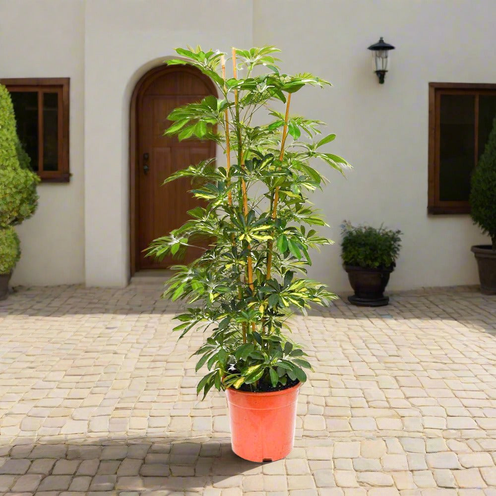 شجرة المظلة القزمة (Schefflera Arboricola)