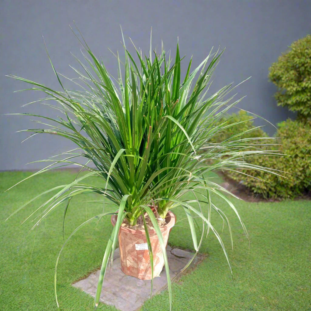 Succulent Dracaena Draco Type H5, 10LP, 80-90CM