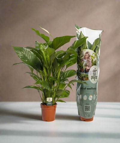 Peace Lily – Assorted Cultivars (Spathiphyllum sp.) | 40–50 cm