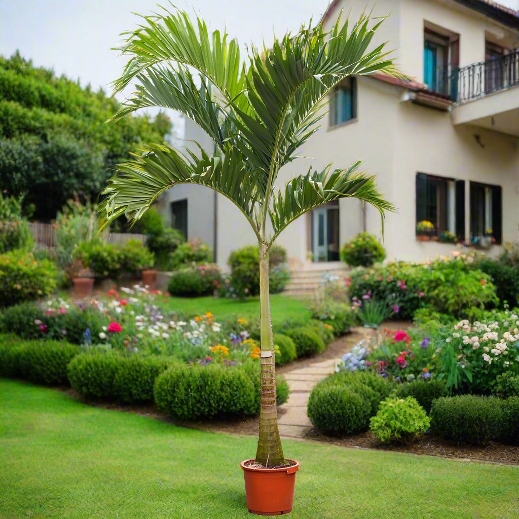 Palm Veitchia Merrillii | 2 - 2.5 m Height