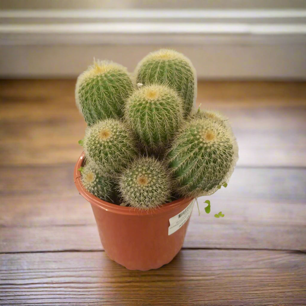 Succulent Cactus Ji Honghuayue Type H1, 1.5LP