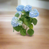 Indoor Hydrangea Macrophylla Schneeball White, Type 1A, 1.5LP