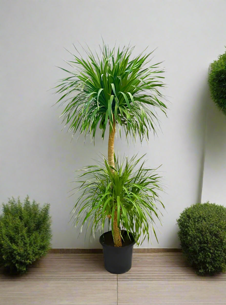 Succulent Dracaena Draco Type H6, Multistem 35LP, 1.8-2.0M