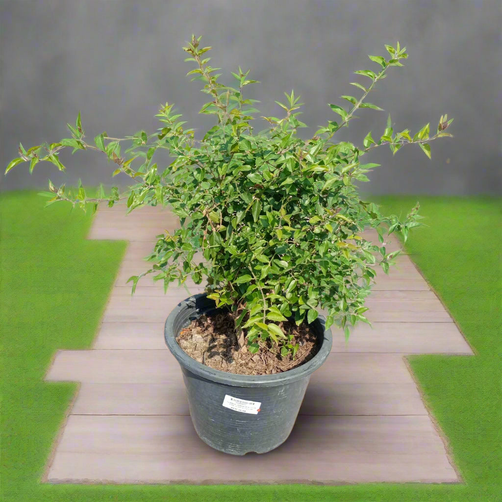 Climber Jasminum Nitidium Type J1, 5LP, 30-40CM