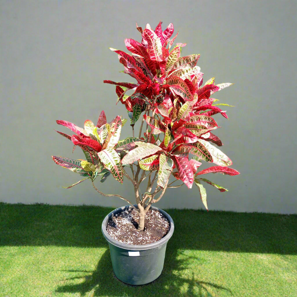 Shrub Codiaeum Variegatum Gold Star Type G, 10LP