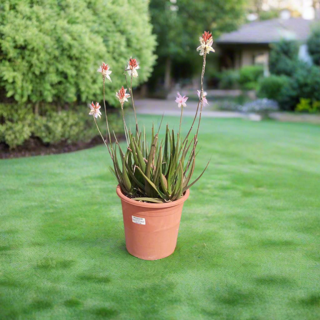 Succulent Aloe Vera Hybrid Type H8, Spike Plant 10LP, 50-60CM Spain