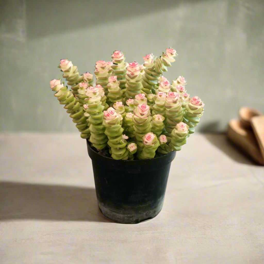 Succulent Crassula Ovata Type 1.5LP