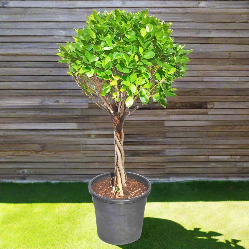 شجرة فيكوس باندا (Ficus Retusa) ملتوية، 18 LP، 1.0 - 1.2 سم