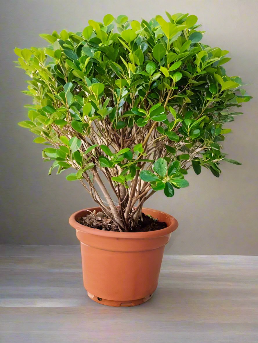 Tree Ficus Panda (Ficus Retusa) Ball Shape Type 12B, 18L, 60-80CM