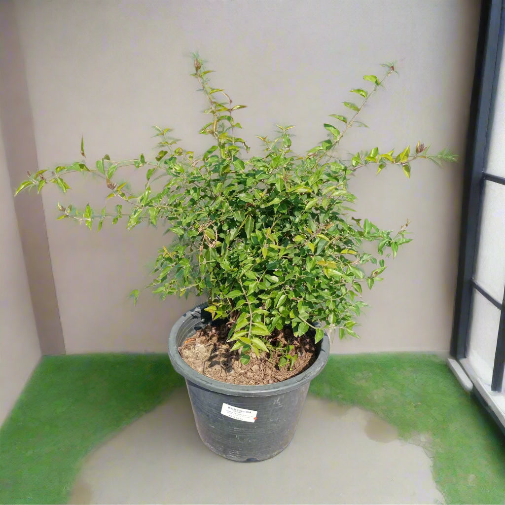 Climber Jasminum Nitidium Type J1, 5LP, 30-40CM