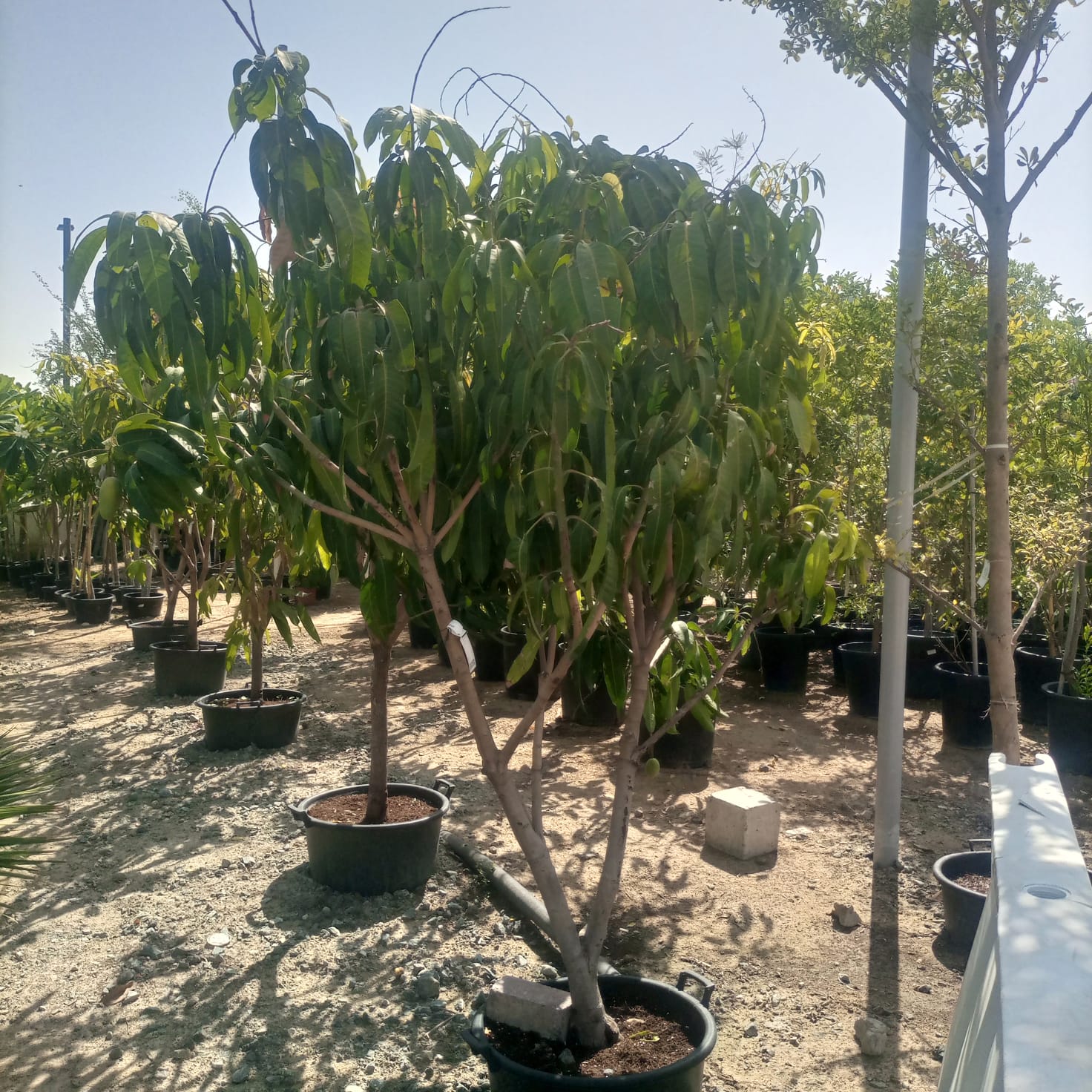 Tree Manilkara Zapota | 1.0 - 1.2 m