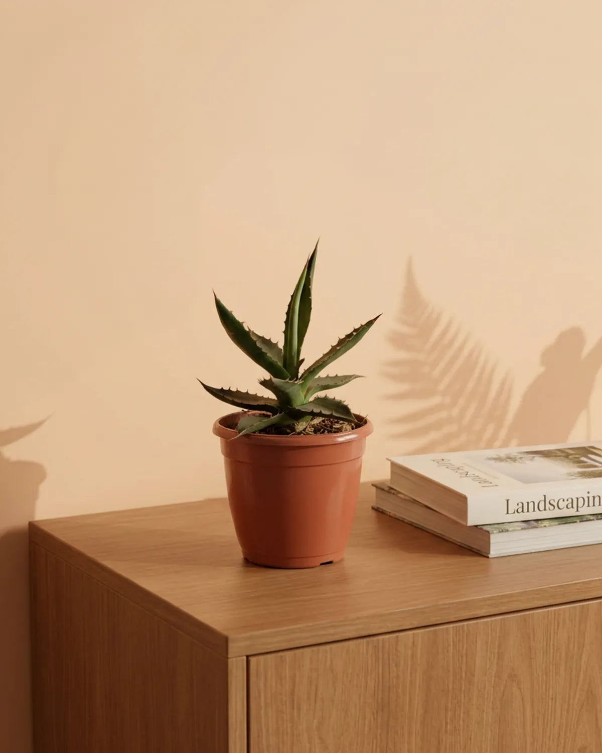 Beetle Peperomia (Peperomia Angulata) | Trailing, 15–20 cm