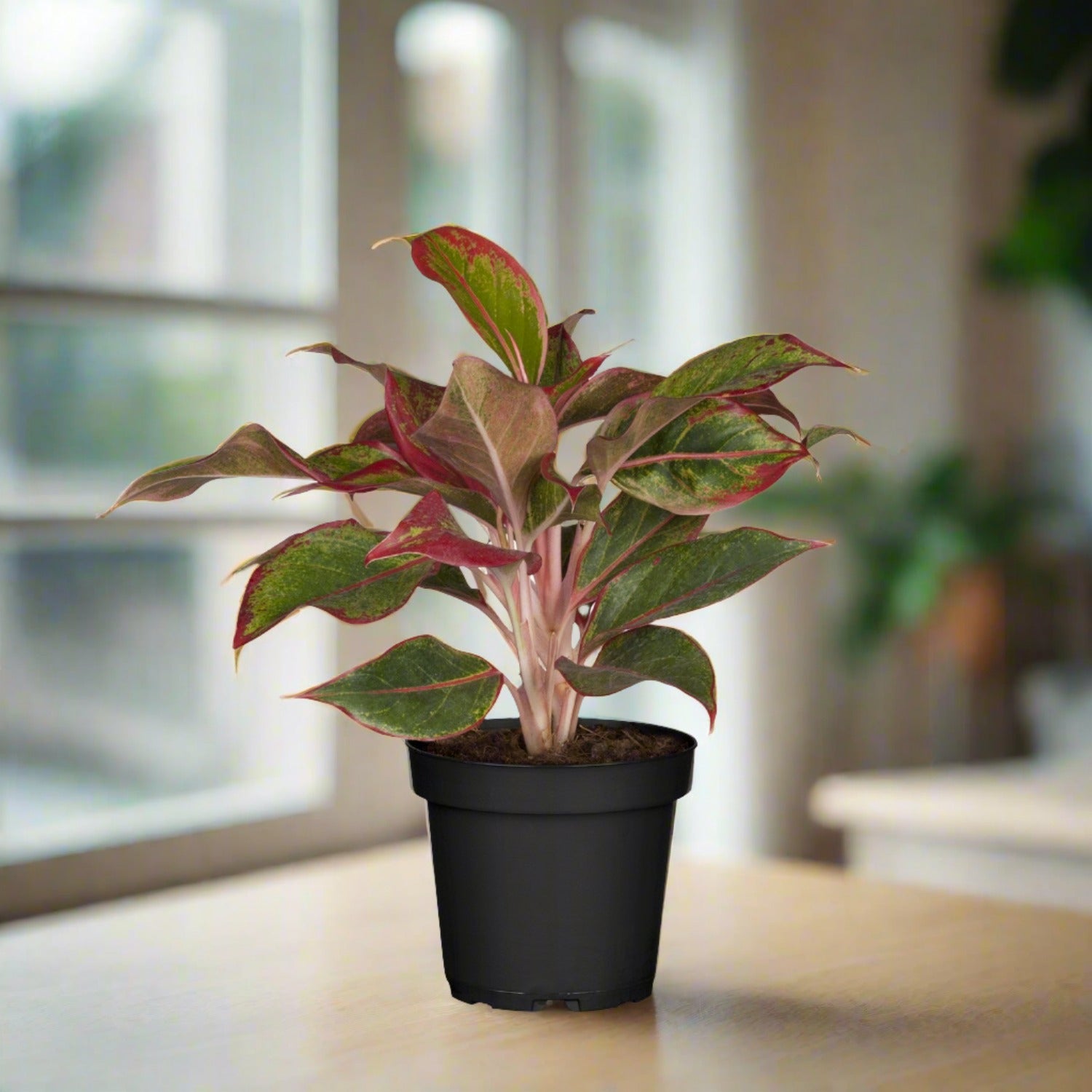 Aglaonema Red (Aglaonema siam aurora) 20-30cm