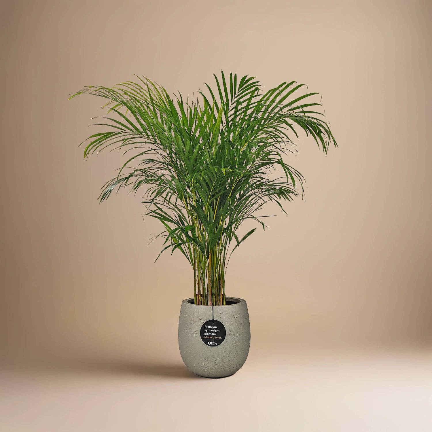 Areca Palm (Chrysalidocarpus/Dypsis lutescens) | 90 - 100 cm