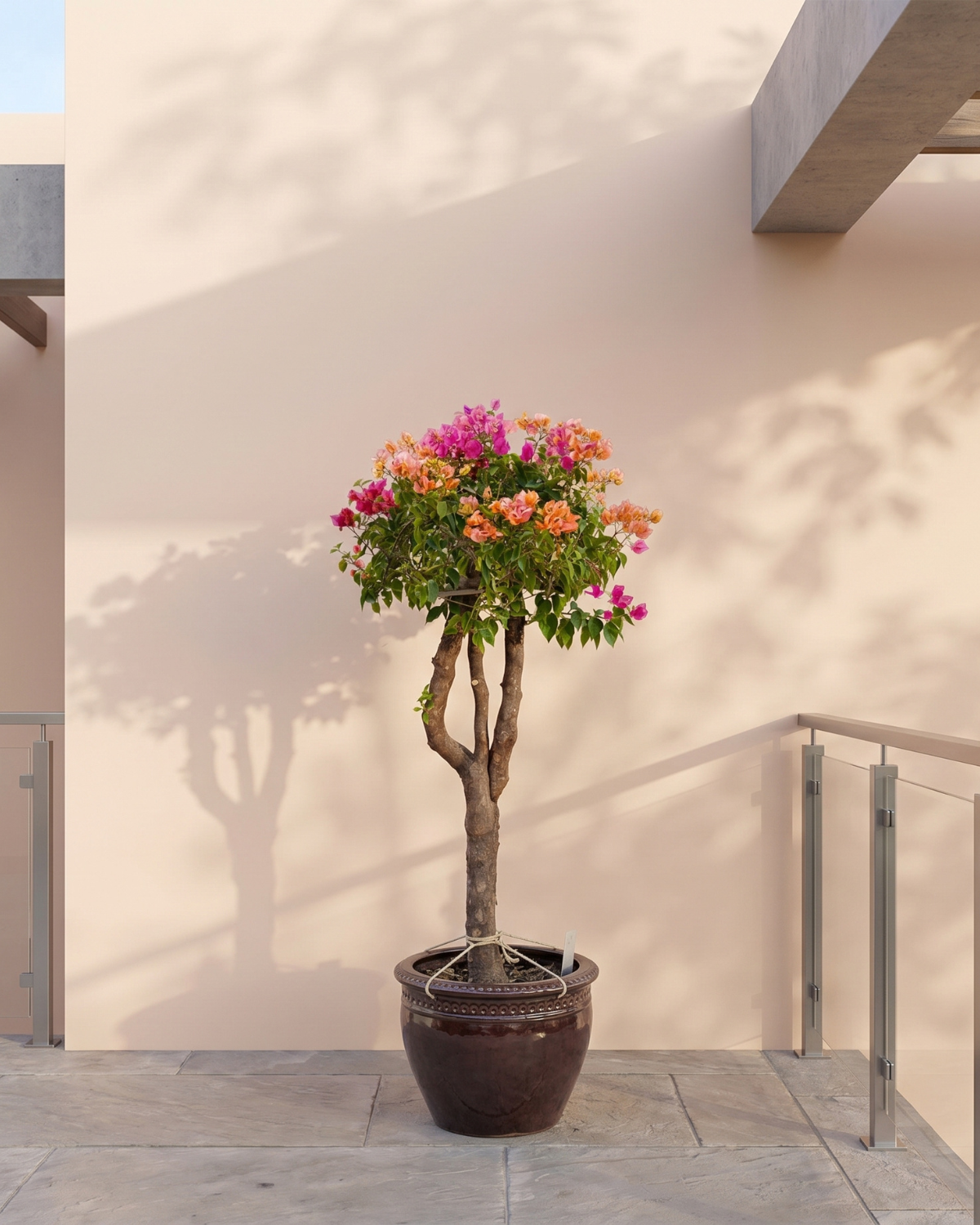 Bougainvillea Single Head (Bougainvillea glabra) | Mixed Colour, 1.0–1.2 m / 1.5–2.0 m - Acacia Garden Center