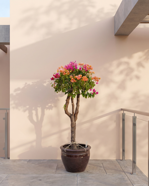 Bougainvillea Single Head (Bougainvillea glabra) | Mixed Colour, 1.0–1.2 m / 1.5–2.0 m - Acacia Garden Center