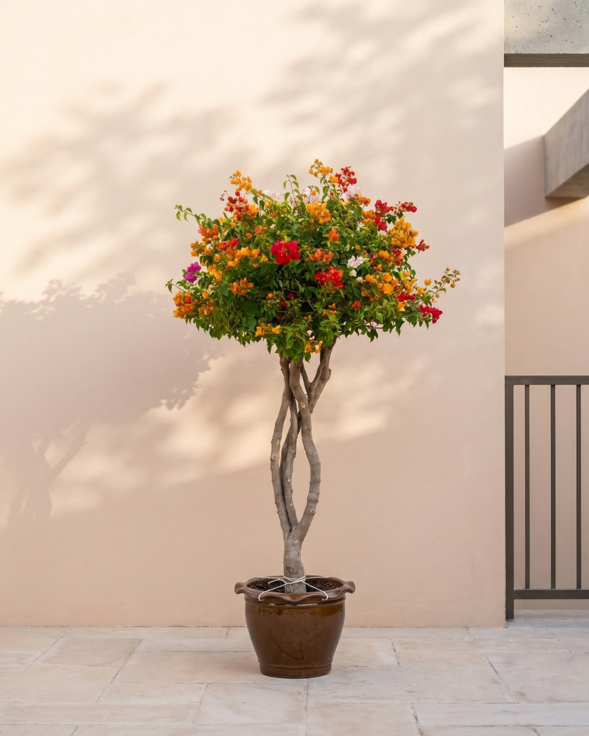 Bougainvillea Single Head (Bougainvillea glabra) | Mixed Colour, 1.0–1.2 m / 1.5–2.0 m - Acacia Garden Center