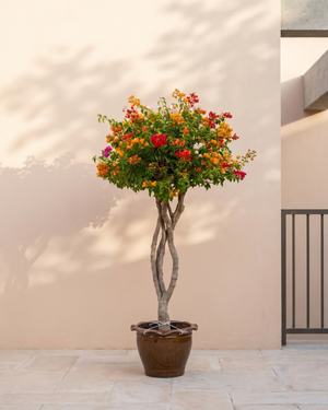 Bougainvillea Single Head (Bougainvillea glabra) | Mixed Colour, 1.0–1.2 m / 1.5–2.0 m - Acacia Garden Center